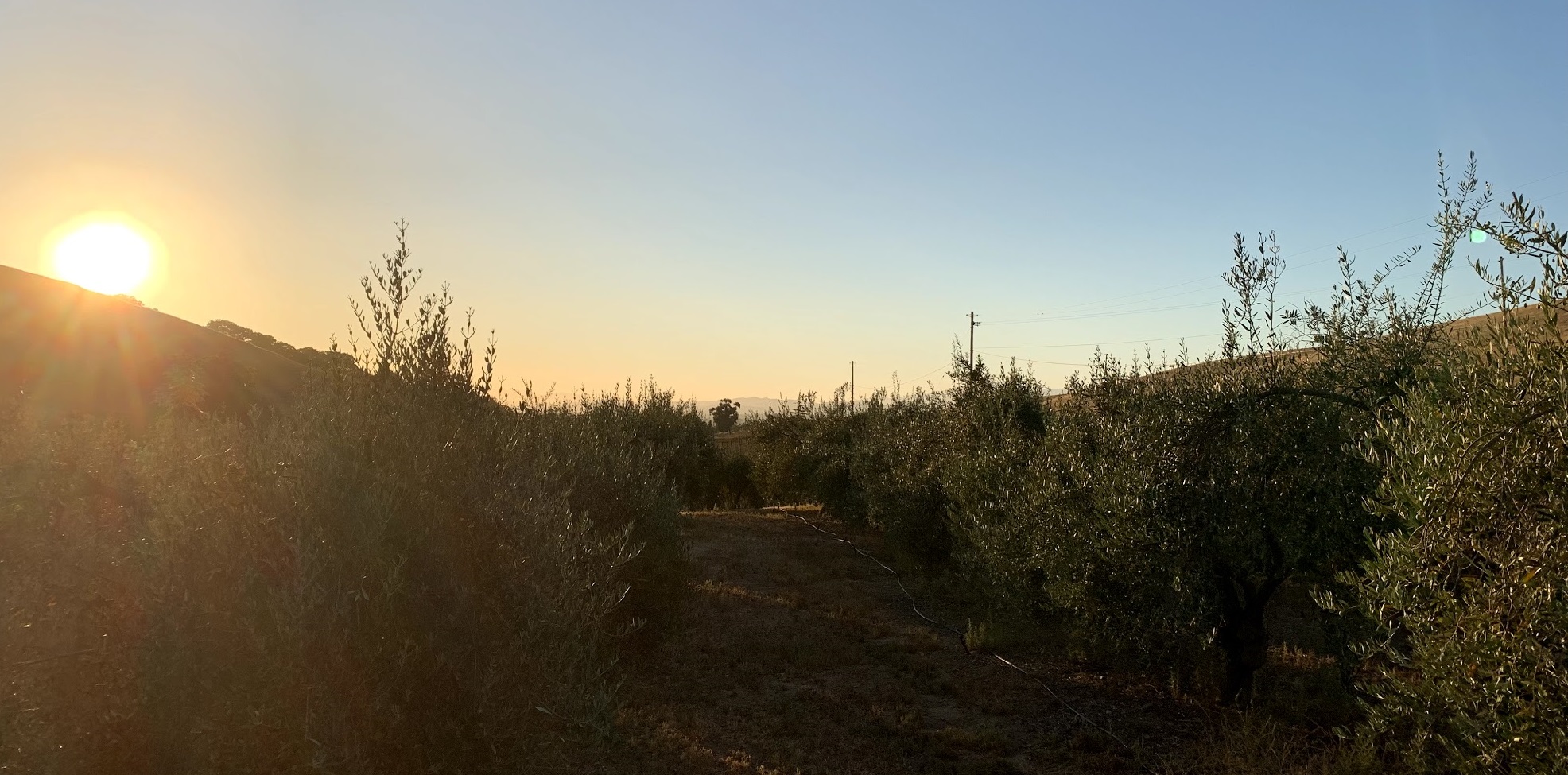 El-Sayed Olive Orchard